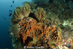 Colorful Reef by Robby Quento 